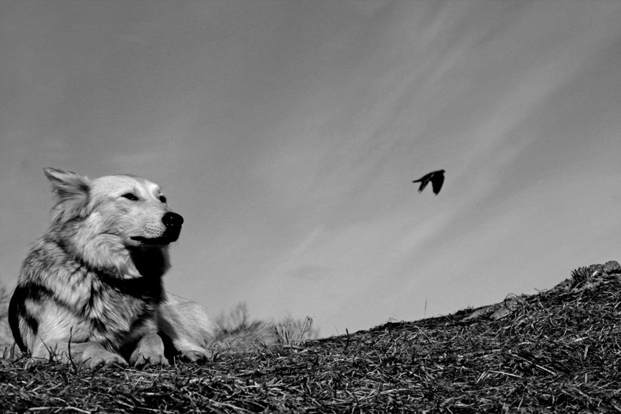 Фото жизнь (light) - Vadim Slutsky - корневой каталог - Портрет Сучки Собакиной с летящей птицей
