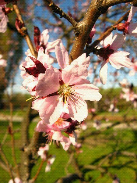 Фото жизнь (light) - Дамаскин Андрей - "Природа"-"Человек в природе" - Весна!