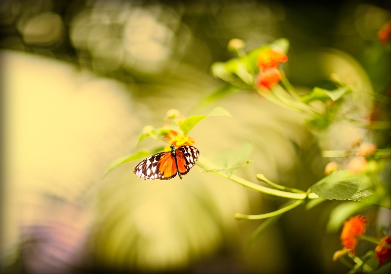 Фото жизнь (light) - DVK - Butterflies - * * *