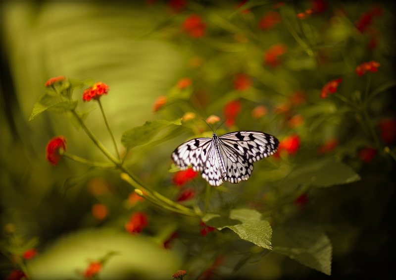 Фото жизнь (light) - DVK - Butterflies - * * *