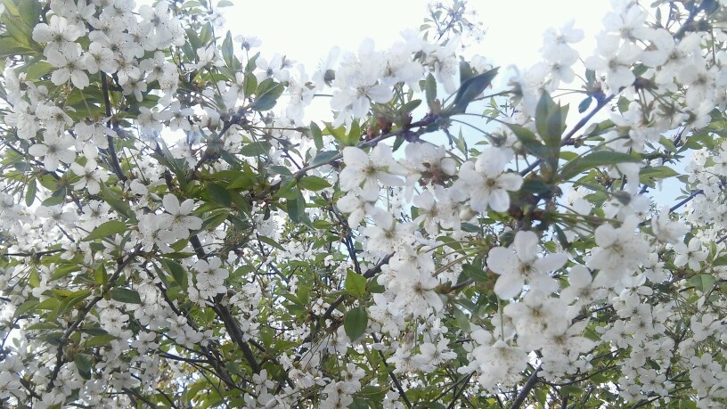 цветёт черешня