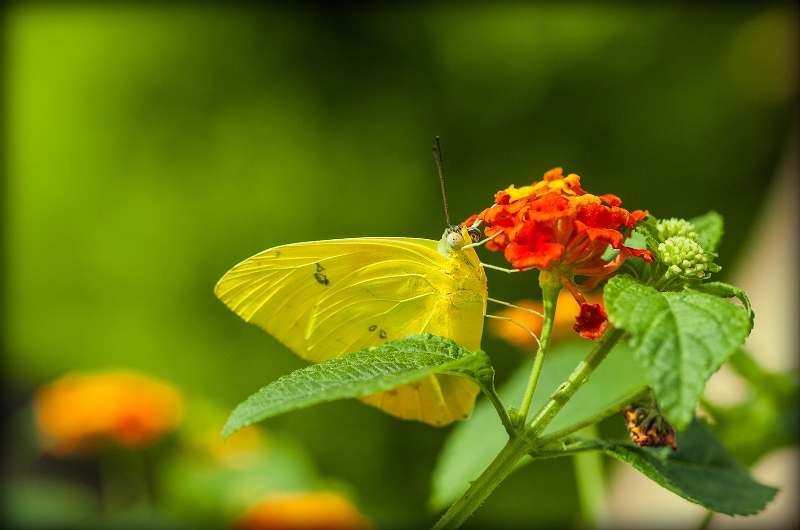 Фото жизнь - DVK - Butterflies - * * *