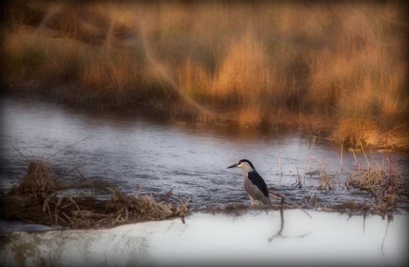 Фото жизнь - DVK - River birds - * * *