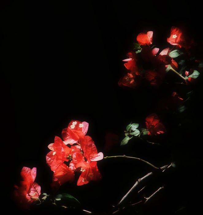 Фото жизнь (light) - NikolaGr - Цветки и настурции - Из тени...