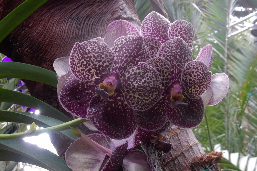 Фото жизнь (light) - SvetSvetoch - корневой каталог - Орхидея