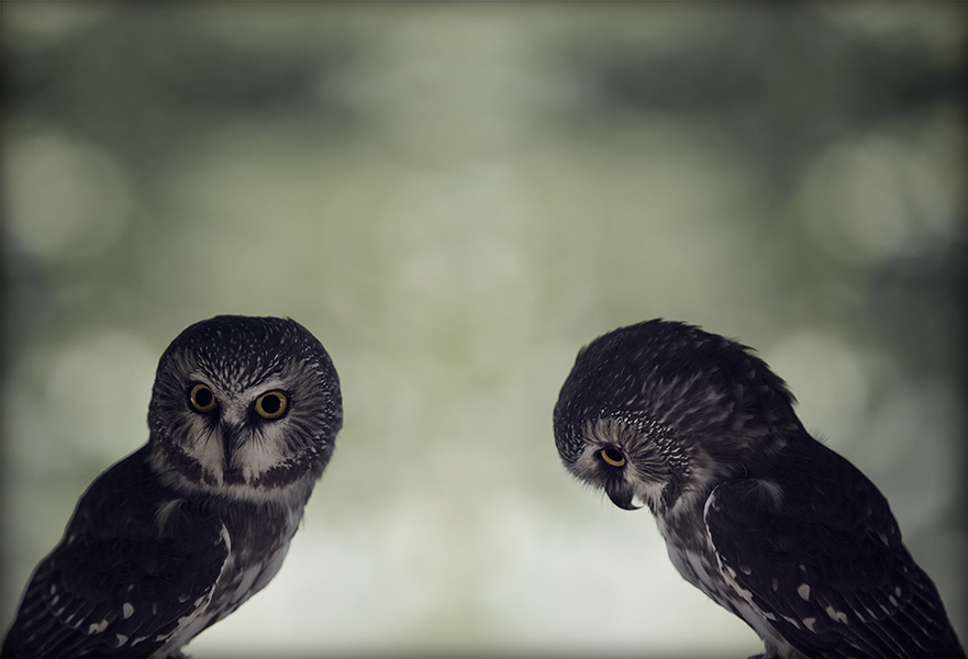 Фото жизнь (light) - DVK - Owls - Ну может простишь? Мне надо подумать... Что скажите?