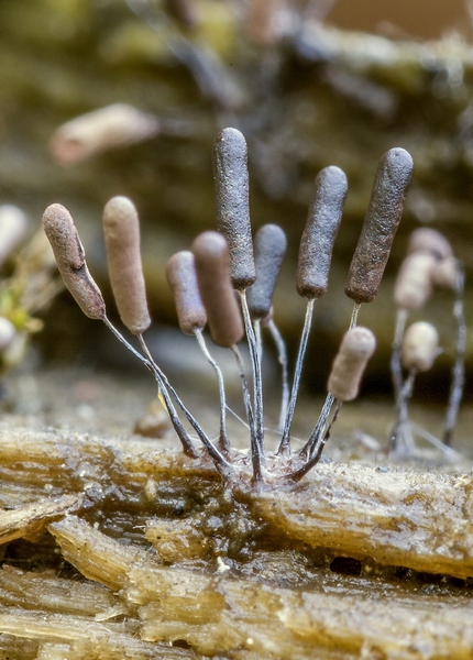 Фото жизнь (light) - Александр Широких - Миксомицеты - грибы-животные - Металлические эскимо