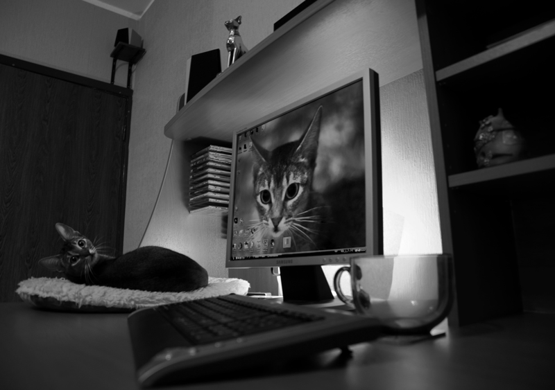Фото жизнь (light) - kuskuse - vita - Четыре кошки на рабочем столе