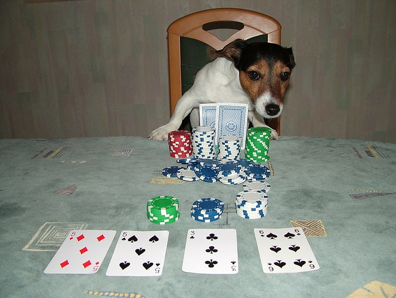 Фото жизнь - Вилька Wilhelm - Бегущие ползущие и прочий домашний скот ,,(Альбом) - Poker,,  или как я раздевала хозяина !!