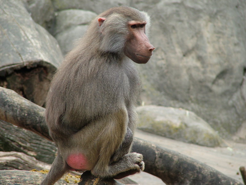 Фото жизнь (light) - Вилька Wilhelm - Бегущие ползущие и прочий домашний скот ,,(Альбом) - "Стоял я раз на стрёме"