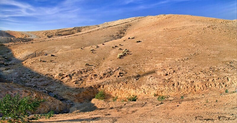 Фото жизнь (light) - Рогов Пётр - корневой каталог - неАльпийские луга
