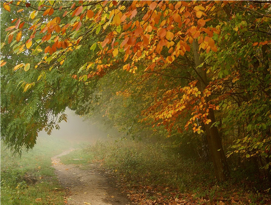 Осенний Лес Дождливый Картинки Красивые