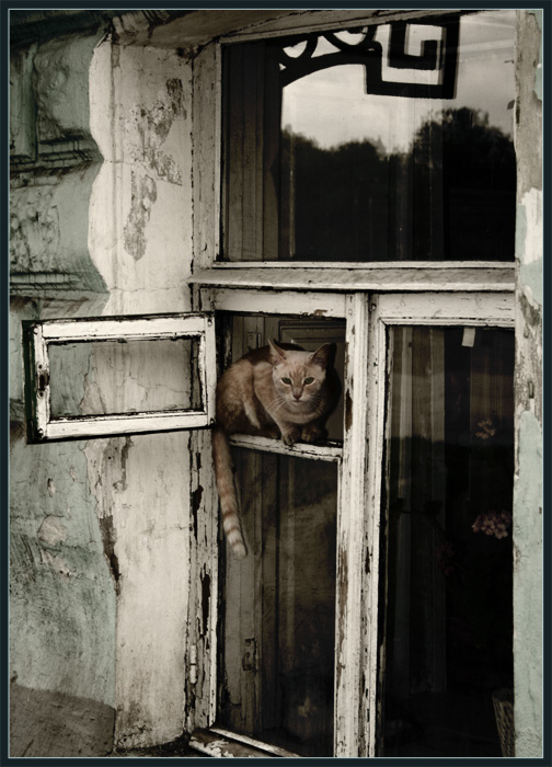 Фото жизнь (light) - Raxmadudra - корневой каталог - Кошкин дом