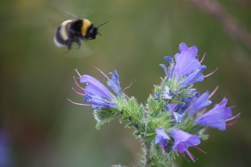 Фото жизнь (light) - bee-zone - корневой каталог - Макро