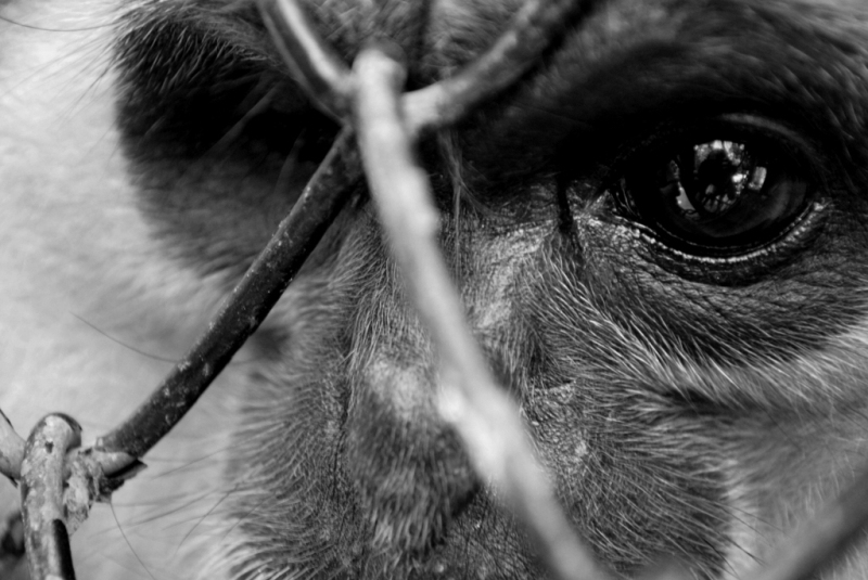 Фото жизнь (light) - Наталья Романова - животные - несвобода (ч/б вариант)