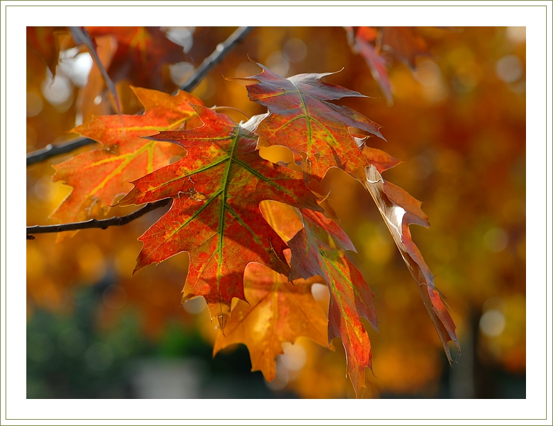Фото жизнь - chark - корневой каталог - Листья оранжевой oсени