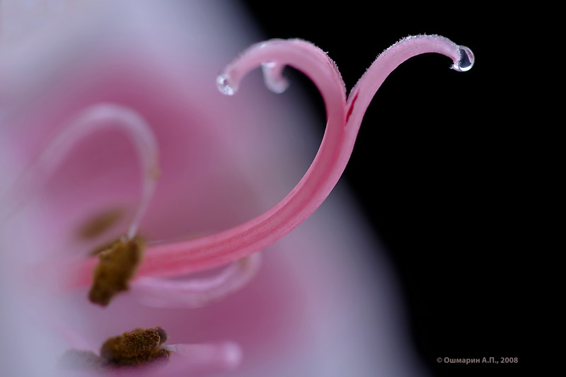 Фото жизнь (light) - Александр Ошмарин - Портреты растений - Розовая линия