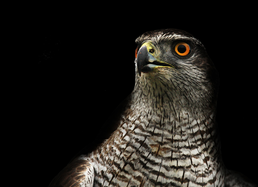 Фото жизнь (light) - troofel - Животные, птицы и пр - Falcon