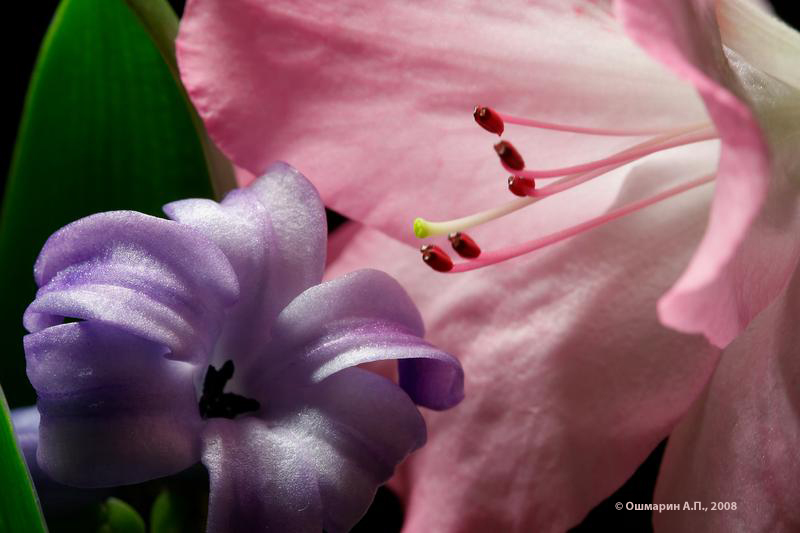 Фото жизнь (light) - Александр Ошмарин - Портреты растений - Разговор цветов