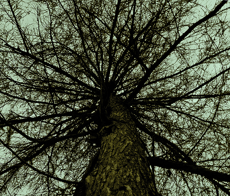 Фото жизнь (light) - Scorpio81 - корневой каталог - Деревянное небо