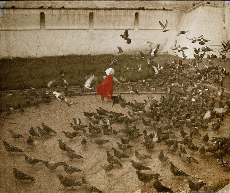 Фото жизнь - LeraL - корневой каталог - голуби