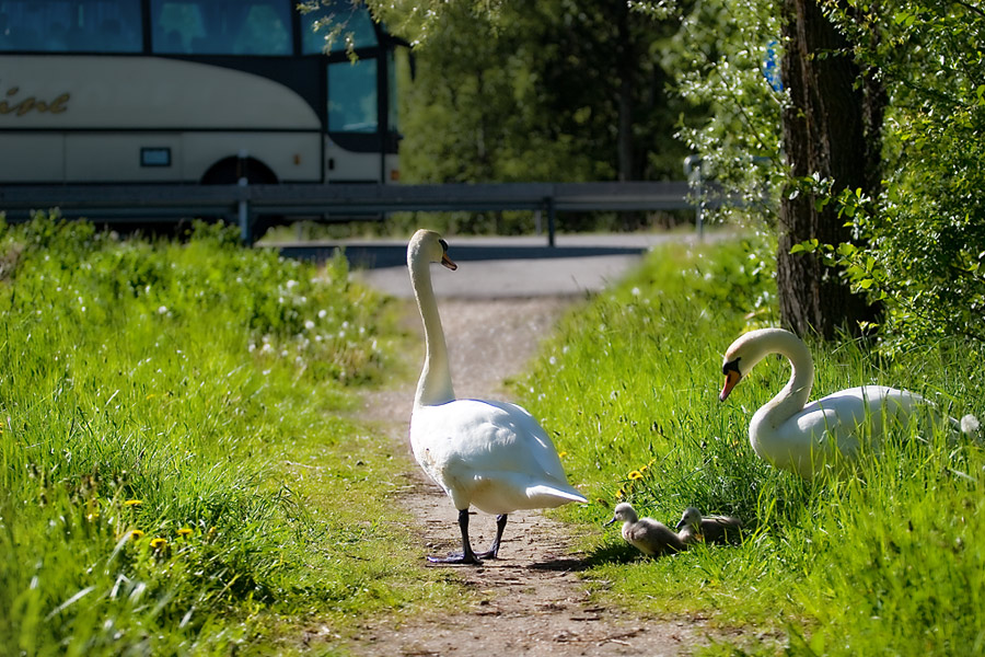 Фото жизнь (light) - JAndrei - Мой лебединый рай. - Посмотрим на лево, посмотрим на право...