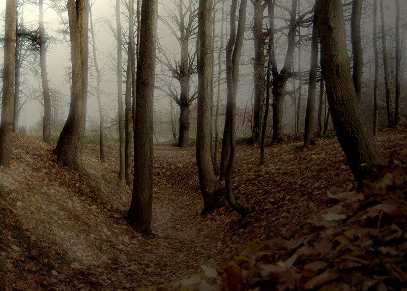 Фото жизнь (light) - vlad1334 - Осень  - Осенний лес 