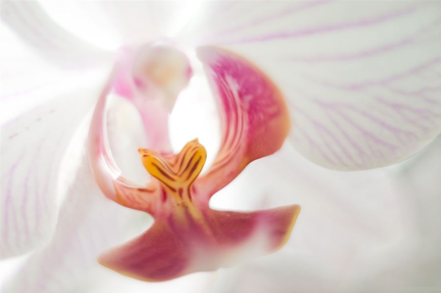 PHALAENOPSIS 2