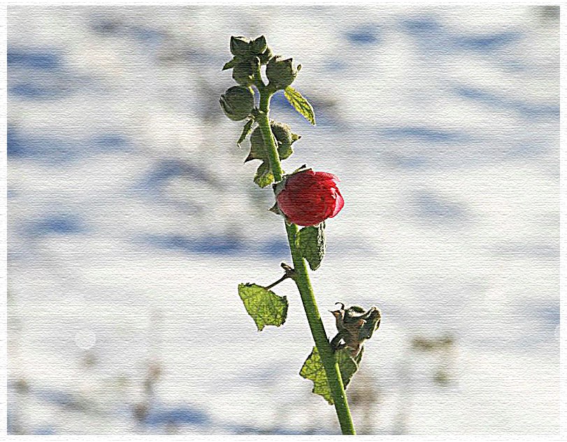 Фото жизнь (light) - Alfiya - пробные работы... - ..первый снег..
