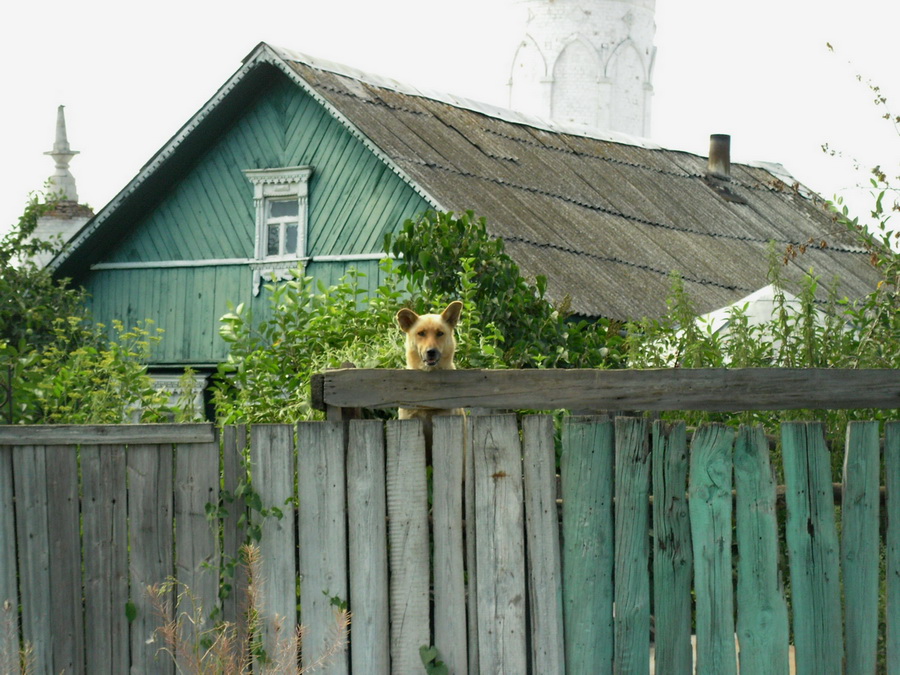 Фото жизнь - Владимир Юрков - корневой каталог - К Свободе даже Собака стремится
