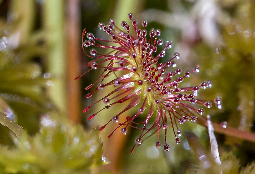 Фото жизнь (light) - Александр Широких - Растения и цветы - Красавица верхового болота