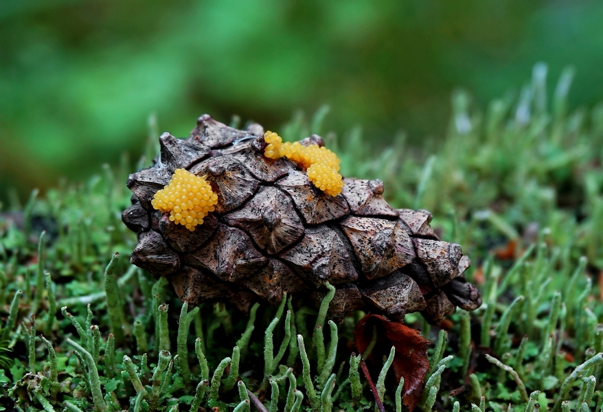 Фото жизнь (light) - Александр Широких - Миксомицеты - грибы-животные - Миксомицет заселяет шишку