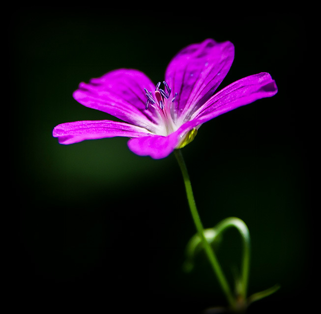 Фото жизнь (light) - elen2410 - корневой каталог - *
