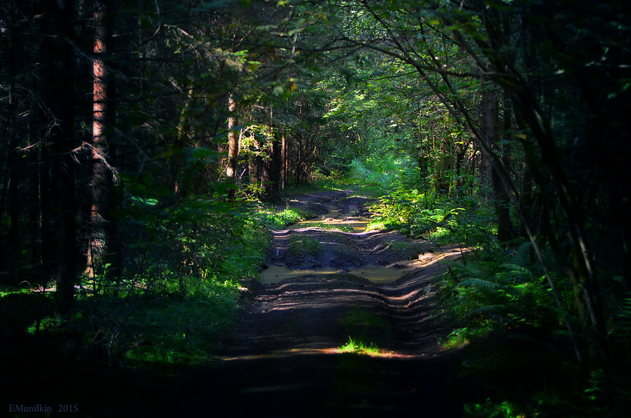 Фото жизнь (light) - emunilkin - природа - лес