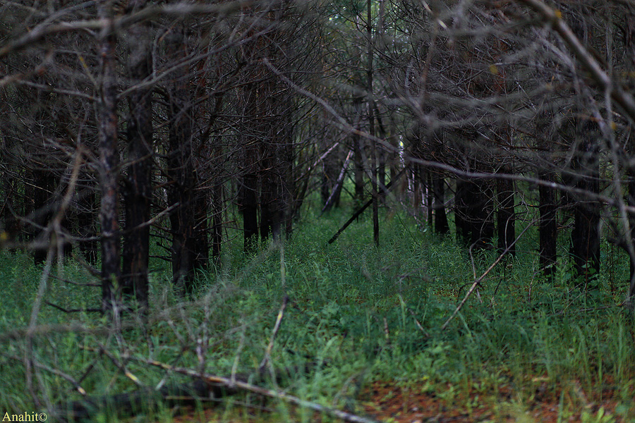 Фото жизнь (light) - Anahit - Природное - тёмный лес
