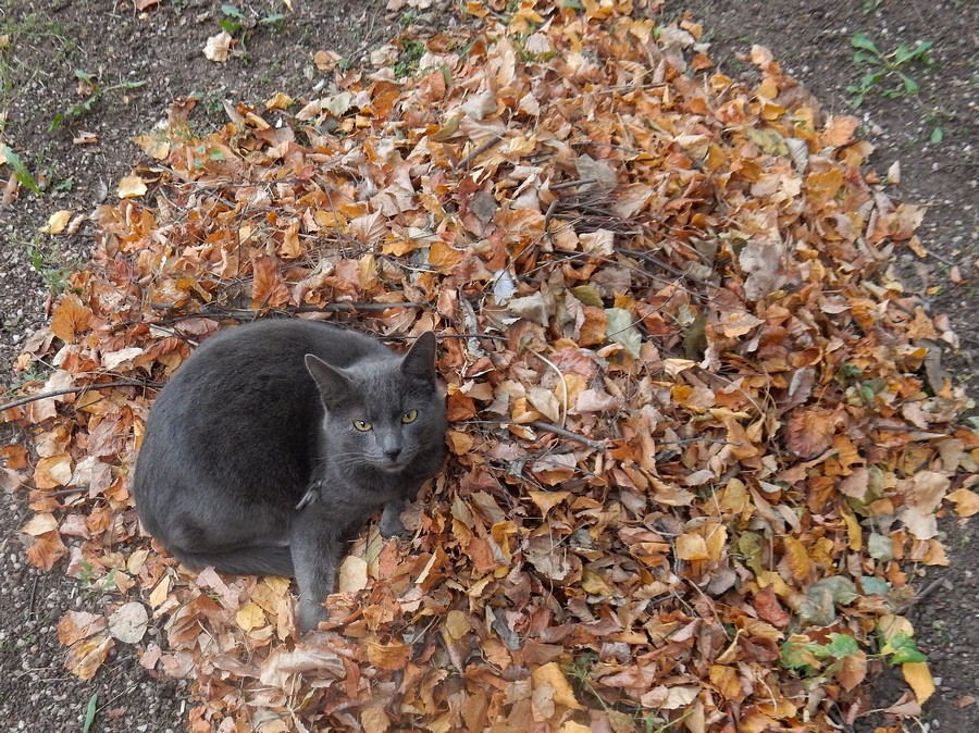 Фото жизнь (light) - SvetSvetoch - корневой каталог - Осенний кот