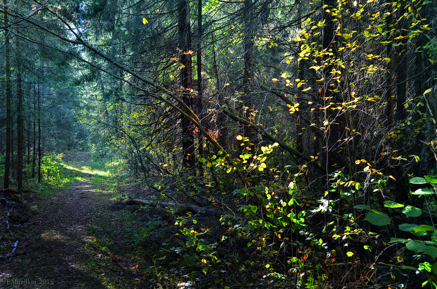 Фото жизнь (light) - emunilkin - природа - Лес и осень.