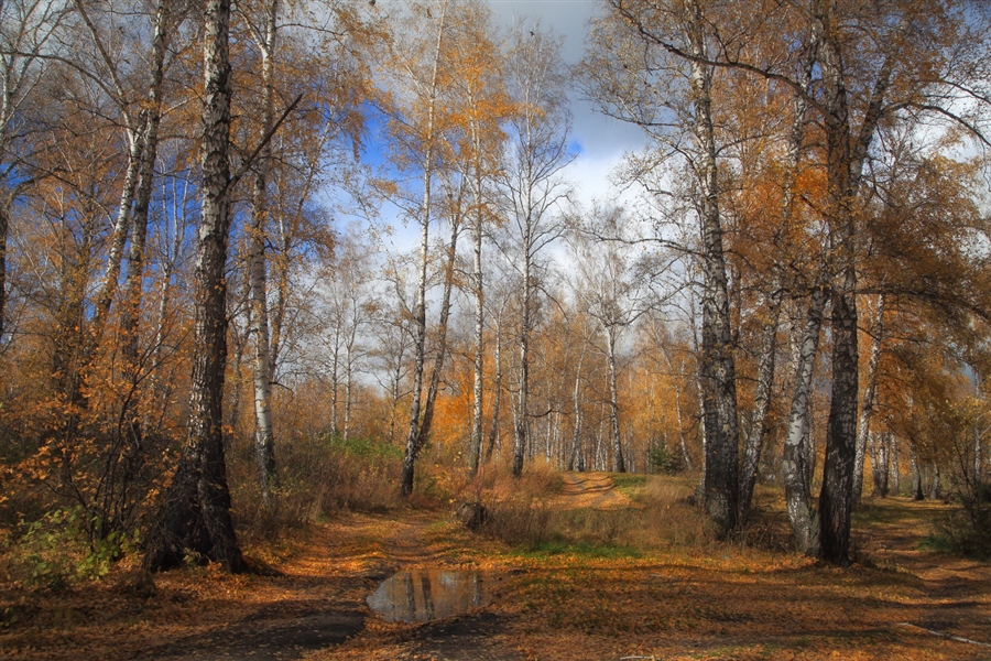 Осень в лесу