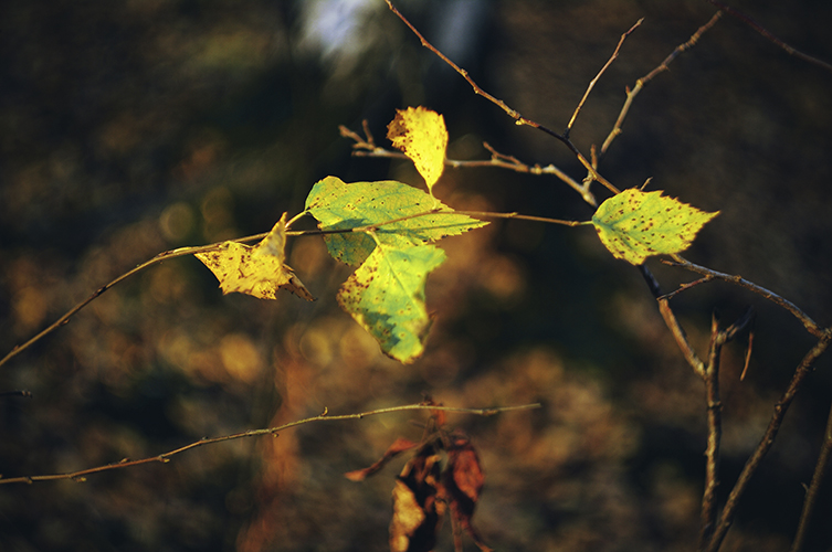 Фото жизнь (light) - Marika_Hexe - корневой каталог - О чем шепчет осень?
