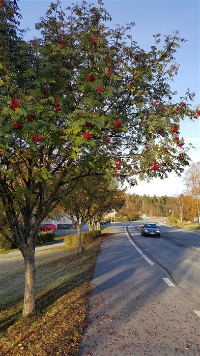 Осень в Швеции