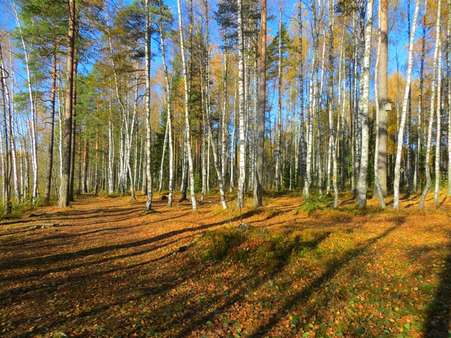 Фото жизнь