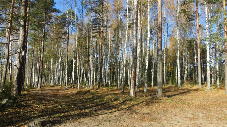 Фото жизнь