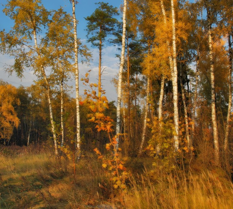 Фото жизнь (light) - sergej-smv - пейзаж - прогулки по осени
