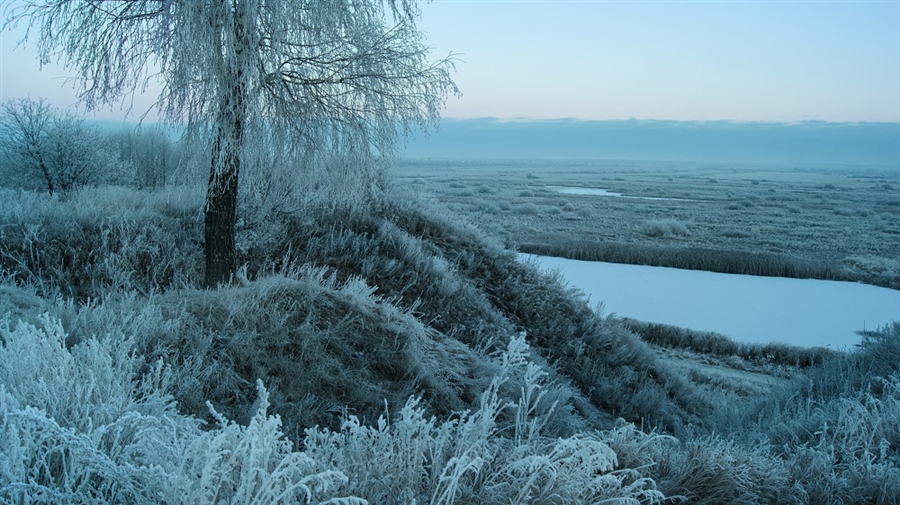 березка