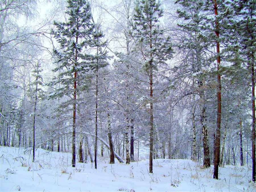 Фото жизнь