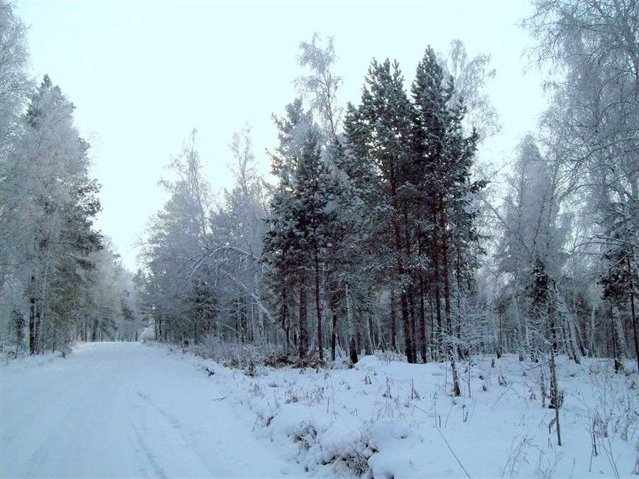 Фото жизнь