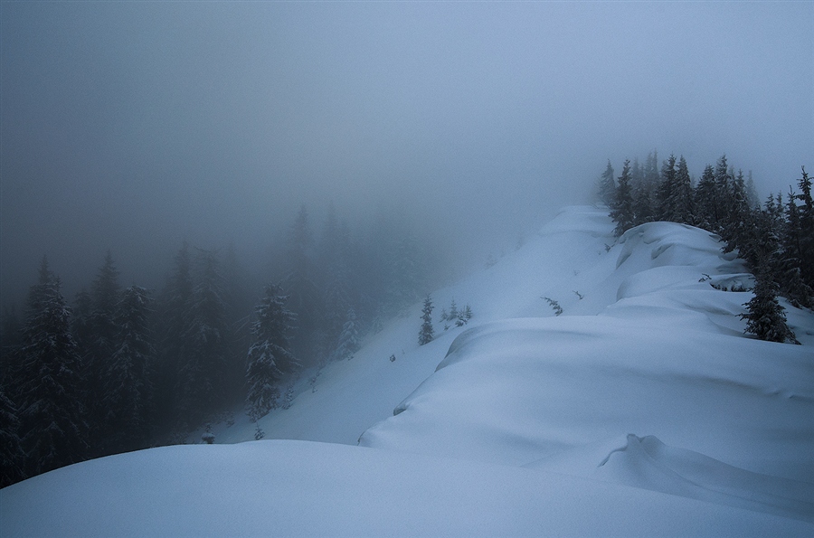 Туманные сны зимнего леса