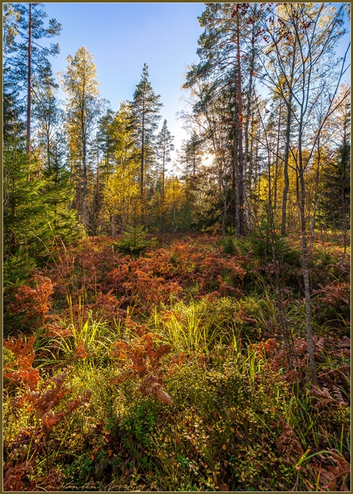 Фото жизнь