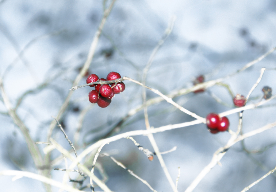 Фото жизнь - Крылова Ирина - корневой каталог - Зимой в лесу!