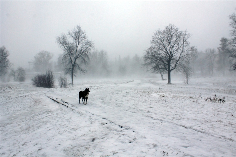 Фото жизнь